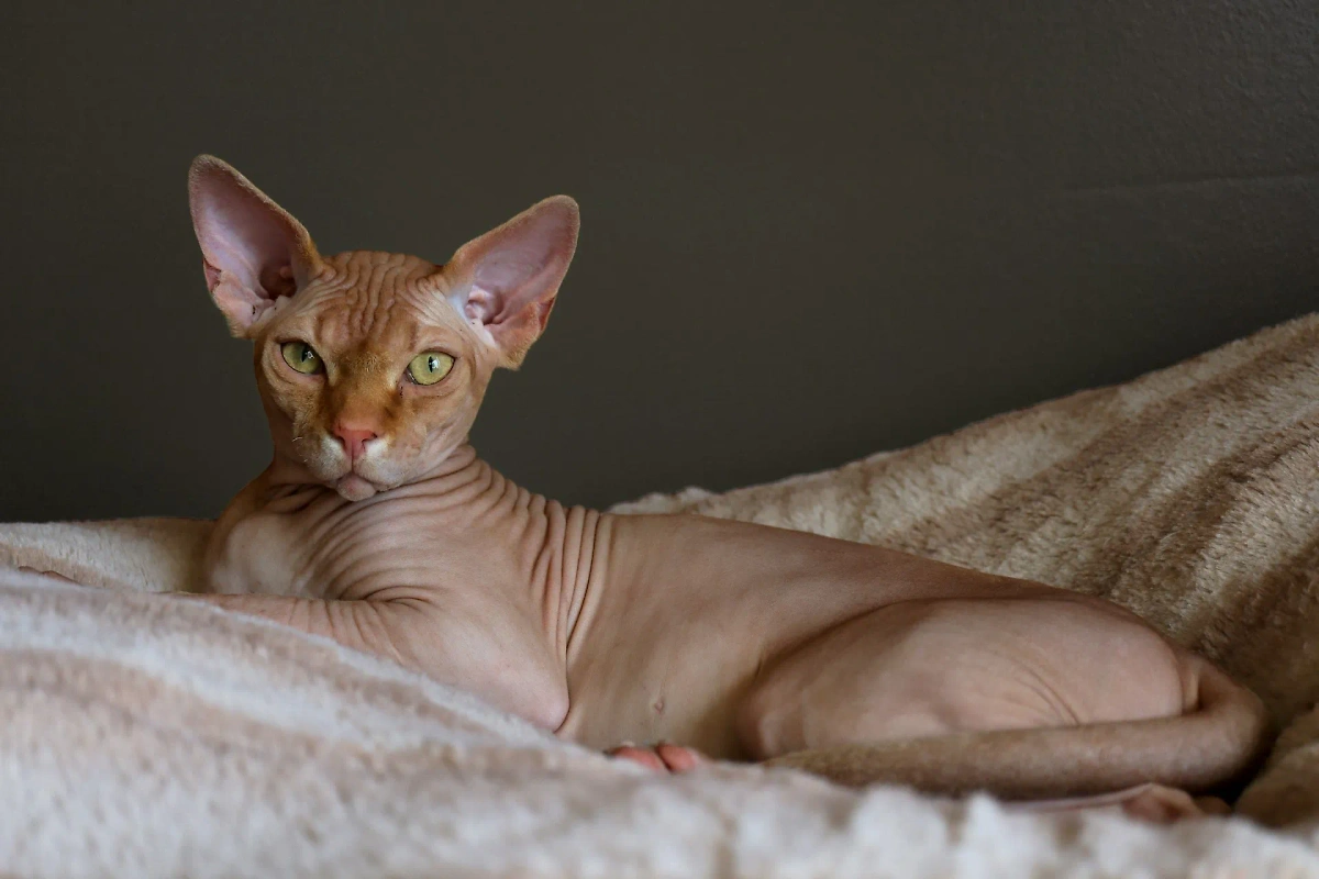 Дальневосточный сфинкс кот