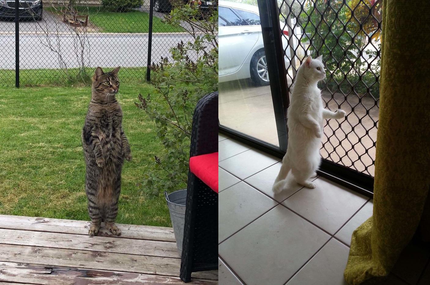 Стоячий кот