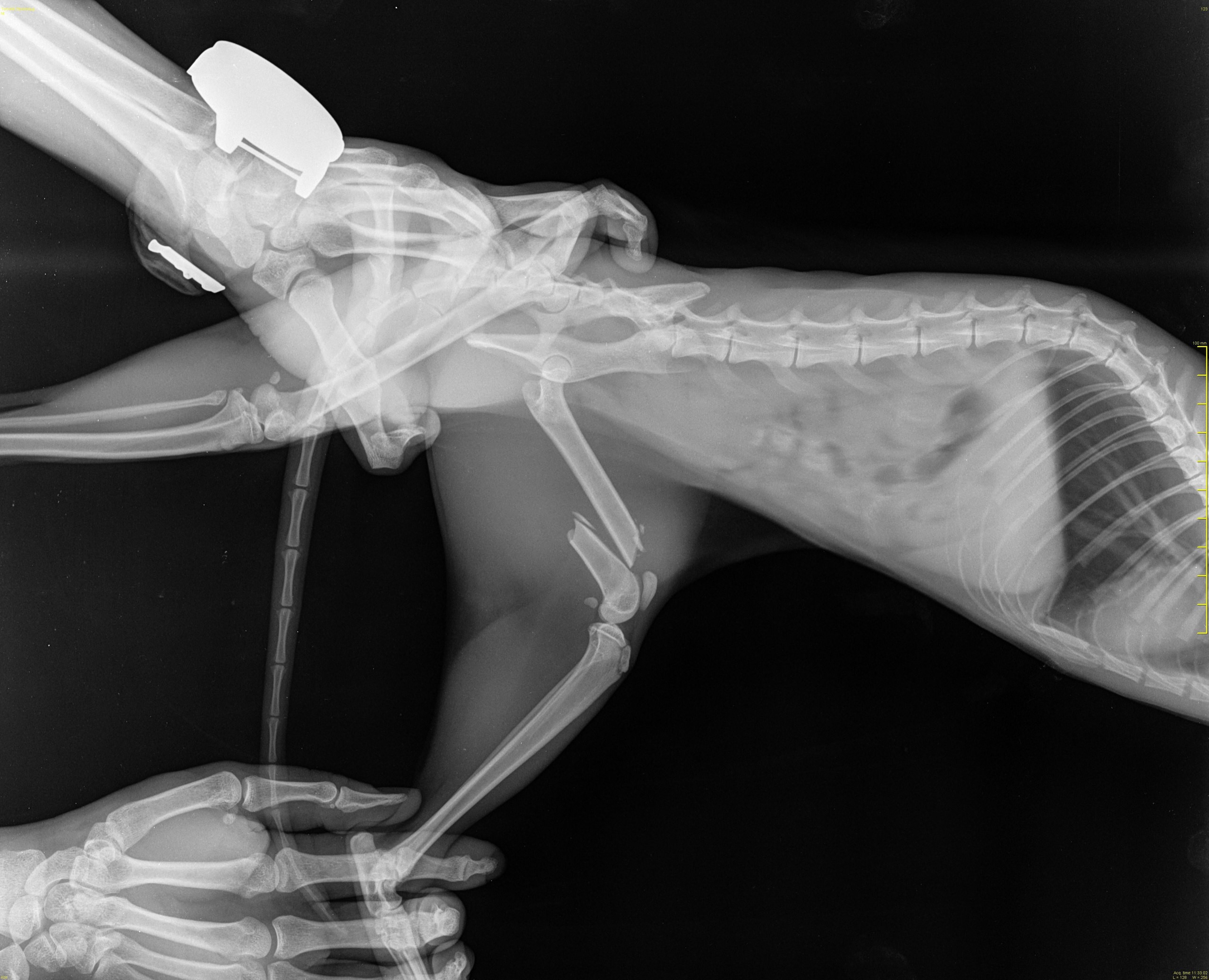 Рентгеновский снимок лапы Леопольда
