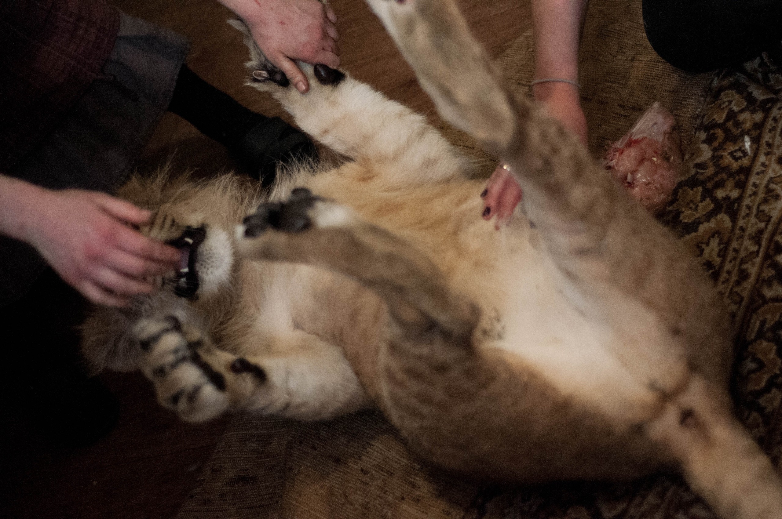 Фото: © VK/РКЦентр "ВЕЛЕС" — помощь диким животным