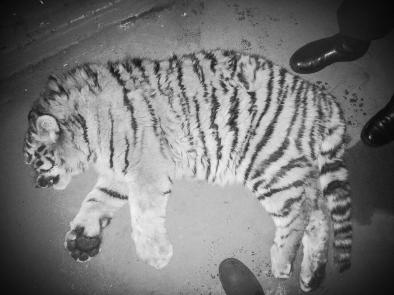 Фото: amur-tiger.ru