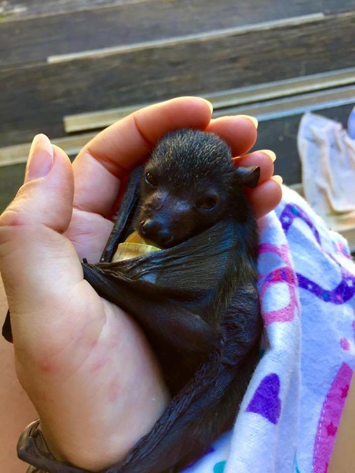 Australian Bat Clinic & Wildlife Trauma Center
