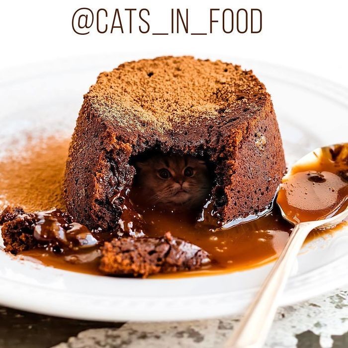 Фото © Instagram/cats_in_food