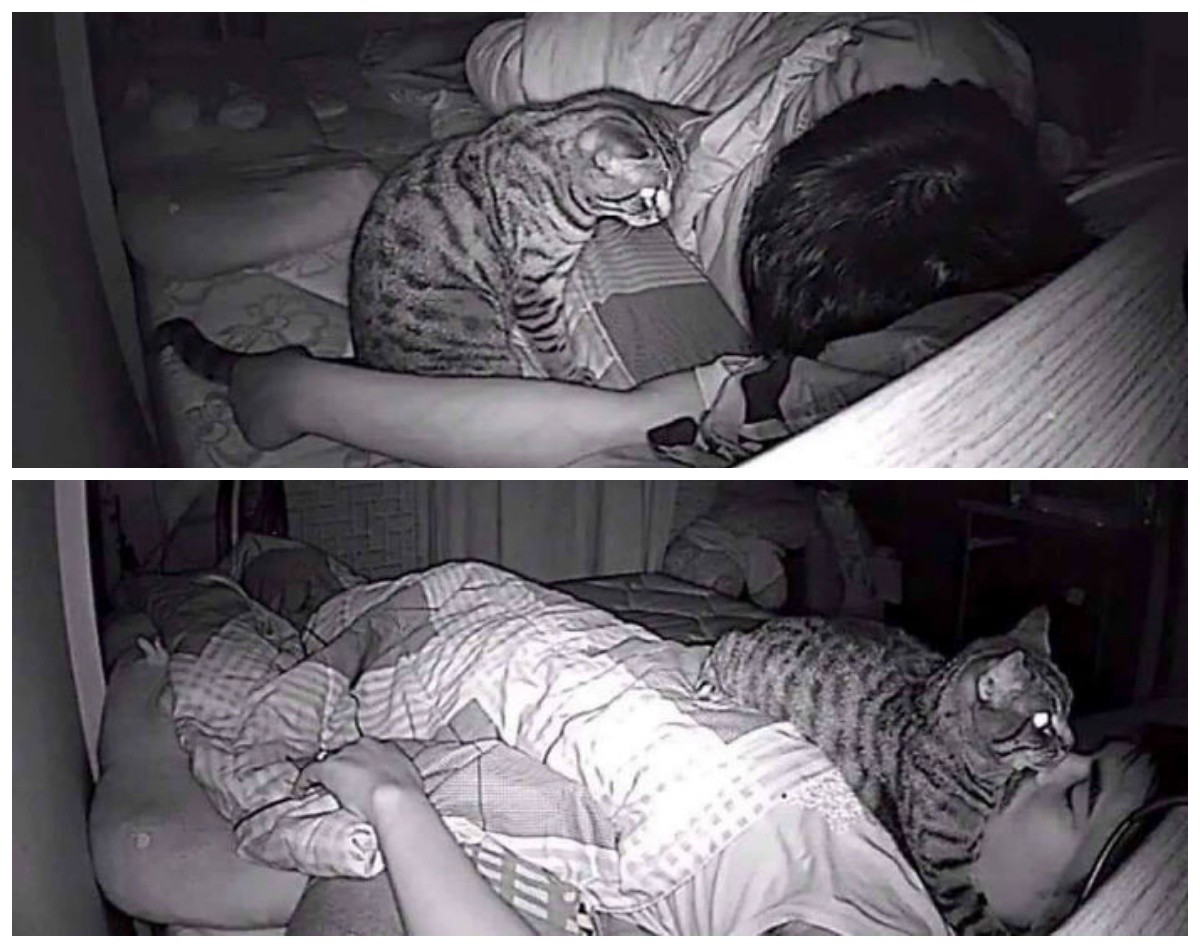 Какие разбудили. Коты в постели. Коты и хозяева ночью. Кот спит. Мемы с котиками спать.