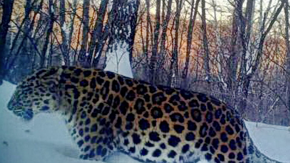 Фото: © Национальнй парк "Земля леопарда"