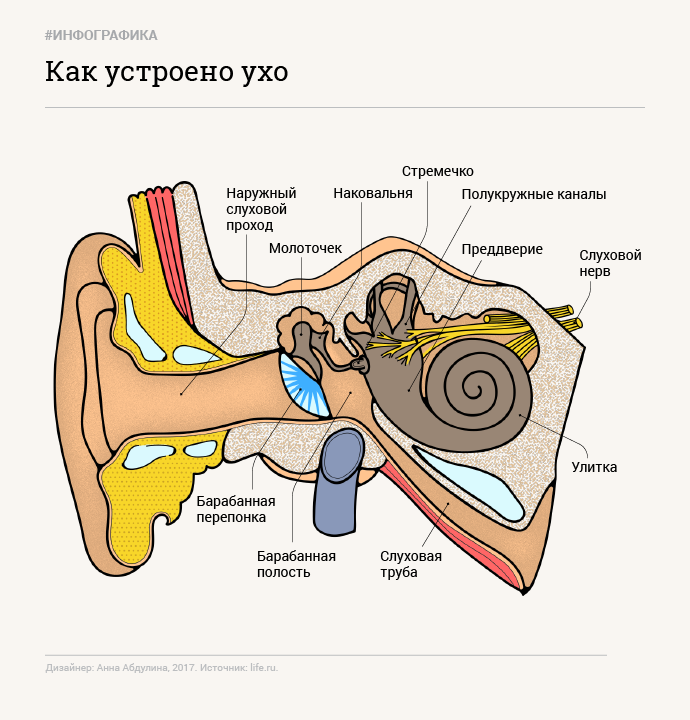 Инфографика: © L!FE