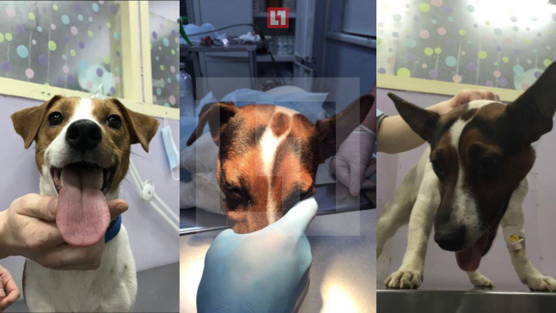 Собака Глаша до, во время и после операции. Фото © LIFE
