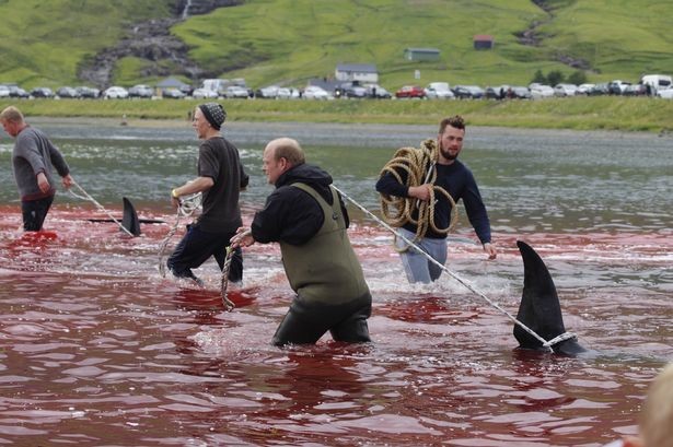 Фото © Sea Shepherd UK / Triangle News