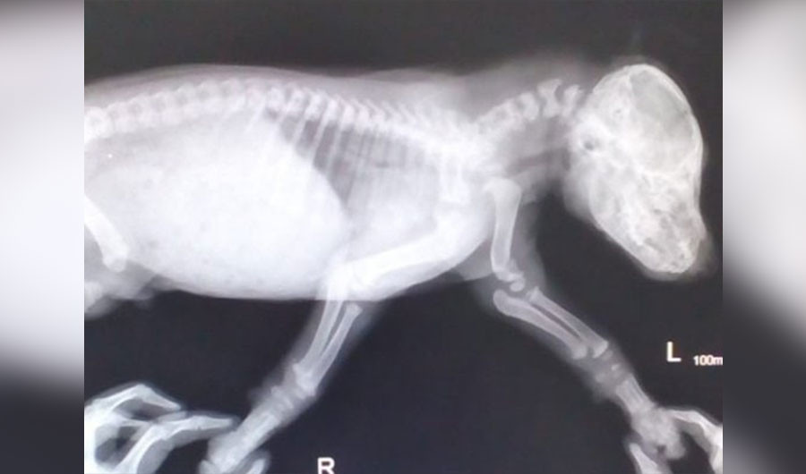 Рентгеновский снимок пятого, спасённого щенка. Фото © VK / "Инцидент Екатеринбург"