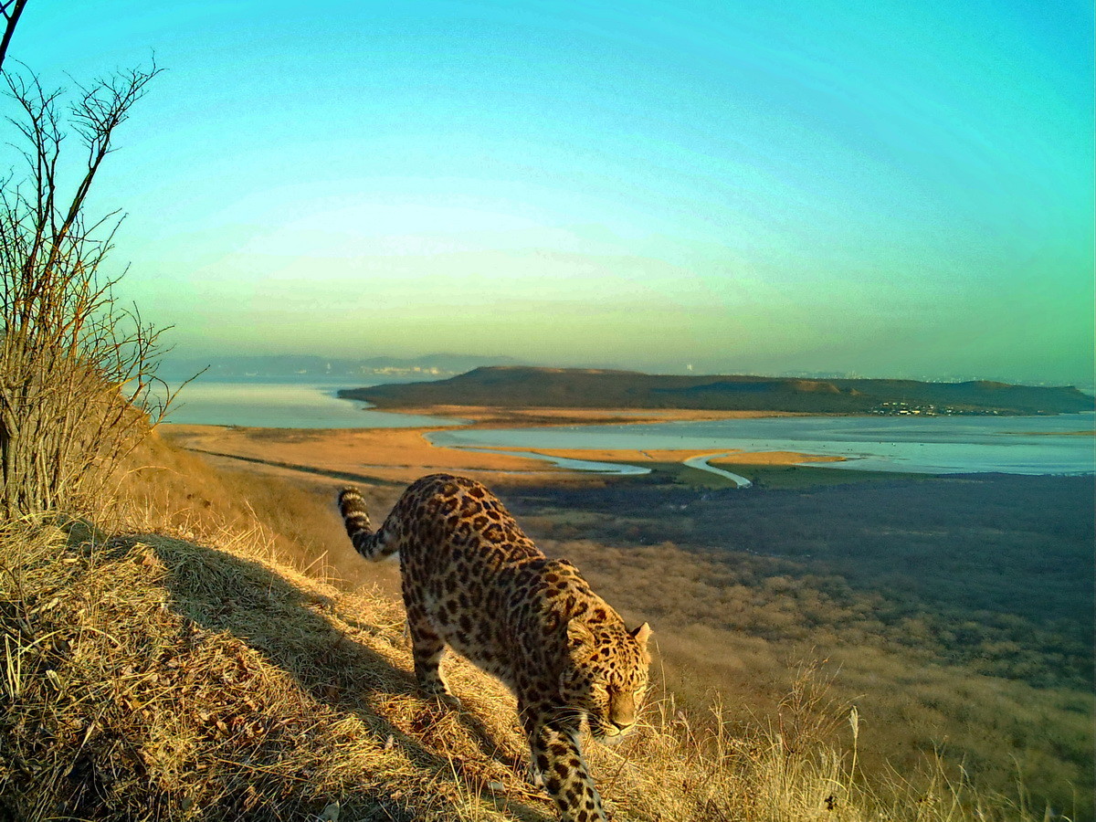 Фото: © Нацпарк "Земля леопарда"