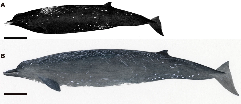Новый вид китов (вверху) и родственный ему "северный плавун" (внизу). Фото: © Scientific Reports
