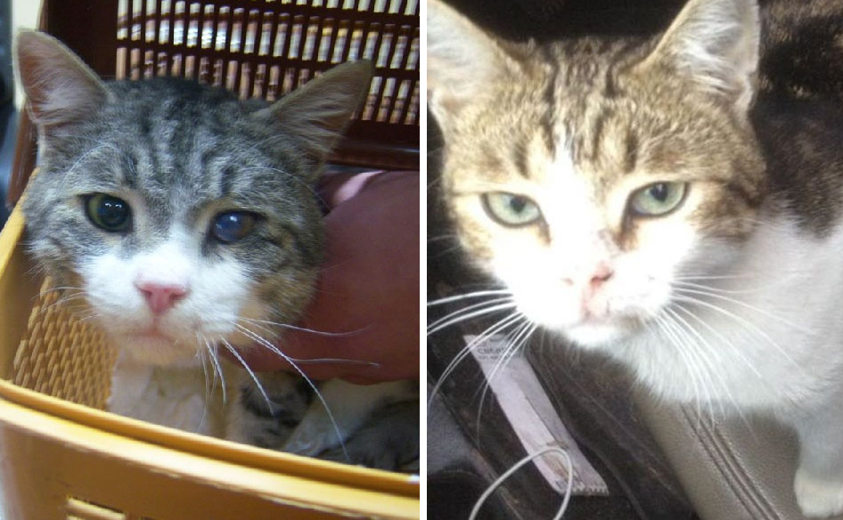 Слева — кот, предъявленный в суде, а справа — после задержания. Фото © Facebook / Dmitriy Sotnikov