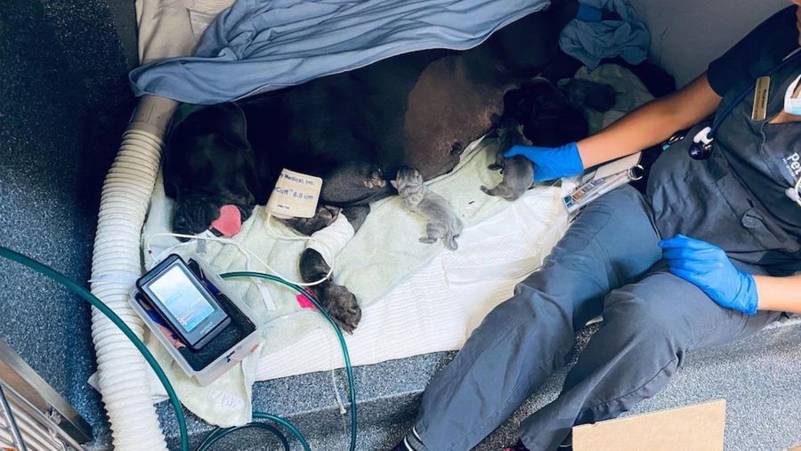 Фото © 7news.com.au