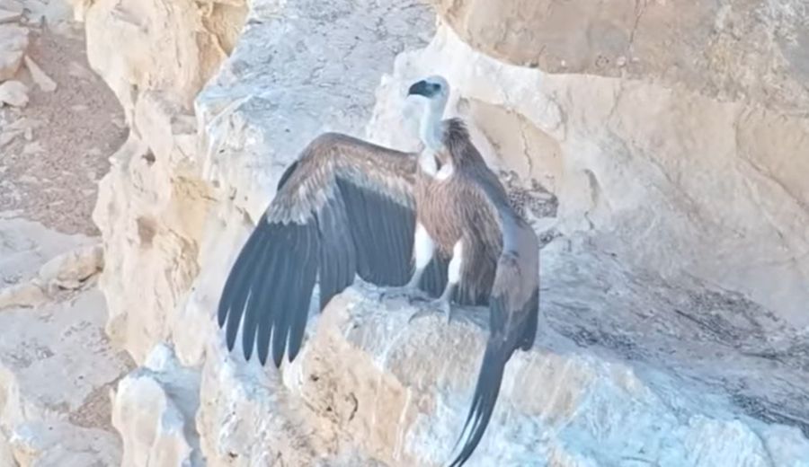 Фото © Facebook / Israel Raptor Nest Cam - עופות דורסים בשידור חי