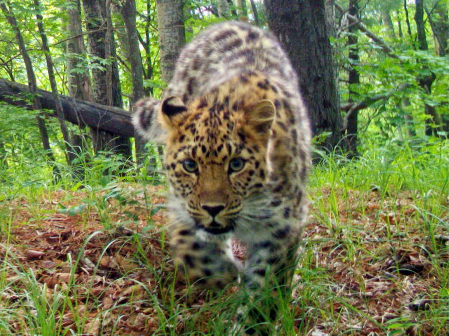 Дальневосточный леопард. Фото предоставлено национальным парком "Земля леопарда"
