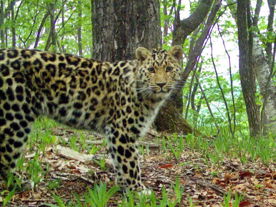Дальневосточный леопард. Фото предоставлено национальным парком "Земля леопарда"