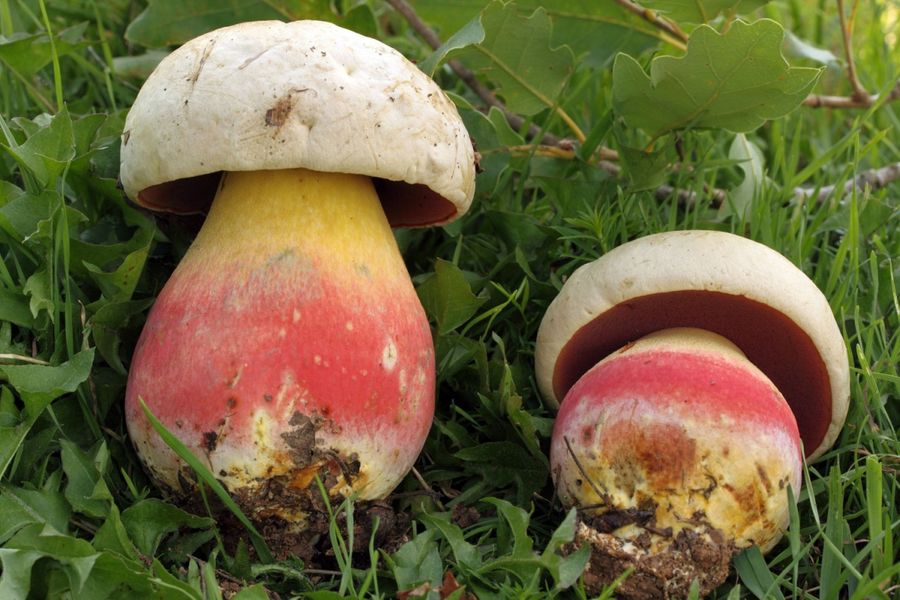 Сатанинский гриб. Фото © Энциклопедия грибов