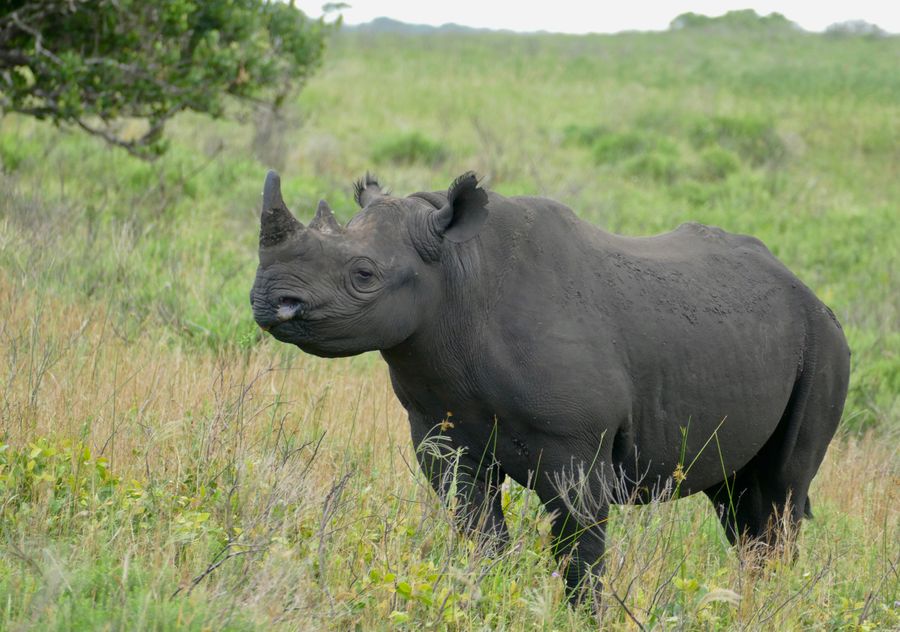 Чёрный носорог. Фото © Flickr / Bernard DUPONT