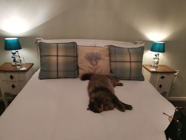 Кот в доме хозяин: 15 пушистых наглецов, которые спят исключительно на кровати