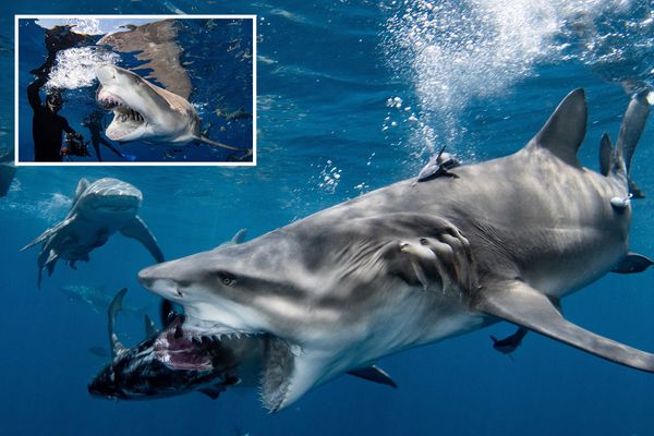 Ужасающий момент, как акула готовится вонзить острые зубы в дайвера, попал на камеру