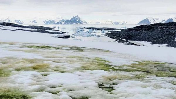 Антарктида покрывается зелёным снегом — фото