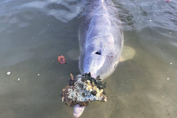Хитрый дельфин выдрессировал туристов, и теперь те кормят его рыбой в обмен на подарки со дна моря