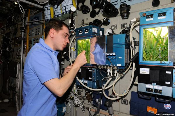 У российских космонавтов на МКС может вновь появиться оранжерея