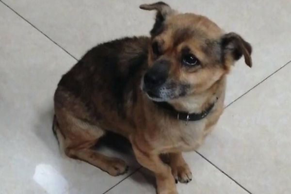 Преданный пёс три месяца ждал у дверей больницы, не зная, что хозяина забрал CoViD-19