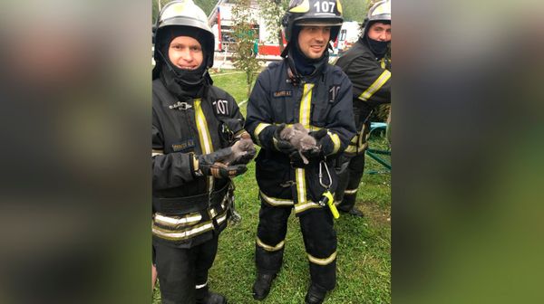 "Пищали и прижимались друг к другу". Московские пожарные спасли котят из горящего здания