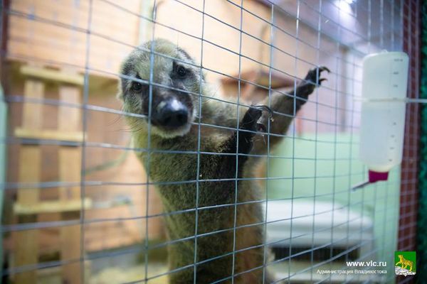 В Приморье бросившие зверей умирать от голода владельцы зоопарка забрали их