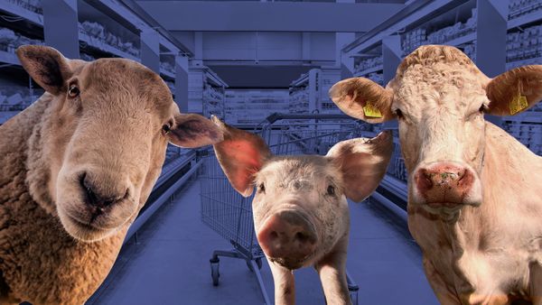 Экономим и едим. Свинина, говядина или баранина — какое мясо выгоднее и полезнее для организма