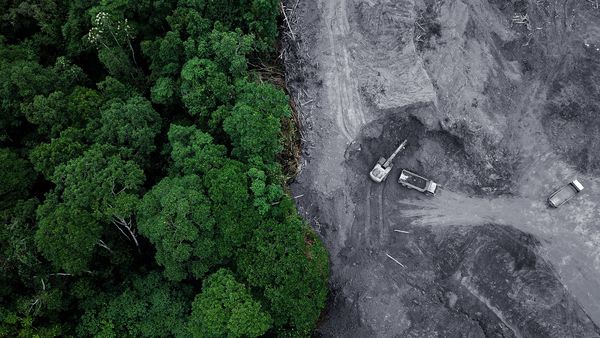 Лес рубят — деньги летят. Как чиновники зарабатывают на торговле лесом
