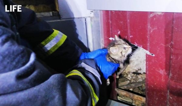 Московские спасатели вызволили из плена котёнка, провалившегося в дыру