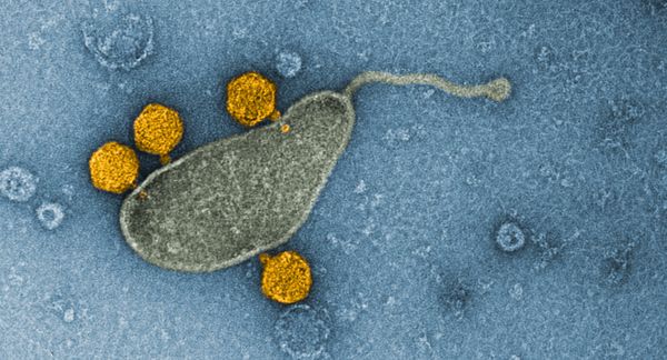 Самую распространённую бактерию Мирового океана уличили в выращивании вирусов внутри себя
