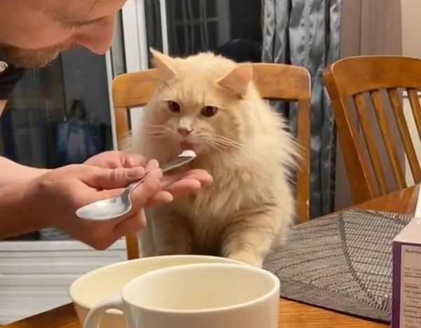 Хозяйка сняла реакцию кота, который впервые попробовал мороженое, и это невероятно смешно