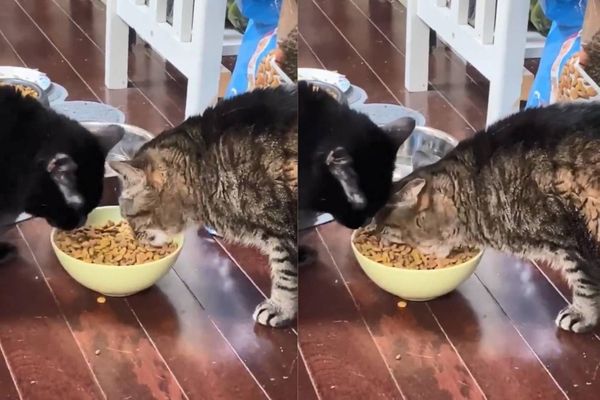 Кот с такой жадностью ел сухой корм, что видео с ним завирусилось в Сети, насмешив абсолютно каждого