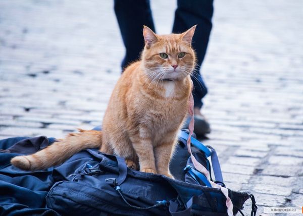 В Британии умер самый известный кот в стране по кличке Боб