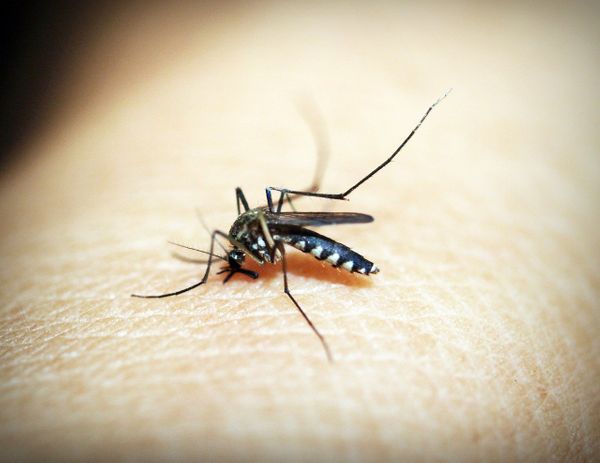 Учёный опроверг опасность малярийных комаров в России