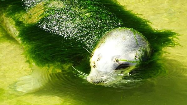 Зоозащитники опубликовали чудовищные фото из зоопарка, где заброшенный тюлень весь оброс водорослями