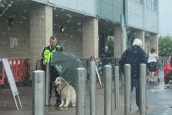 Трогательное фото: охранник супермаркета отдал ретриверу свой зонт, не дав ему промокнуть под дождём