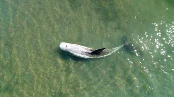 Спасённый из иловой ловушки в Приморье краснокнижный дельфин погиб