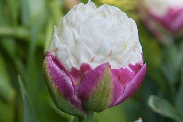 Тюльпаны, о существовании которых вы даже не догадывались: 10 фото с цветами, похожими на мороженое
