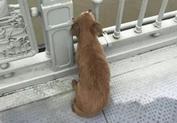 Пёс днями напролёт ждал своего хозяина на том самом мосту, где он покончил с собой