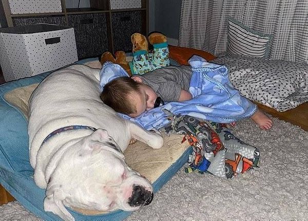 Видеоняня разоблачила 2-летнего мальчика, который сбежал из кроватки, чтобы уснуть рядом с собакой