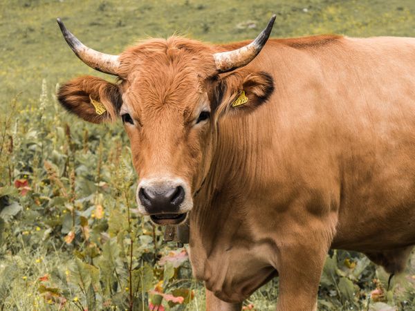 В Якутии из-за обрыва провода убило током стадо коров