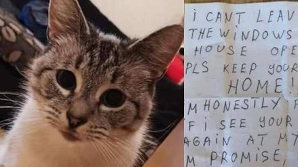 Любознательный кот вернулся домой с пугающей запиской, где его обвиняли во всех грехах