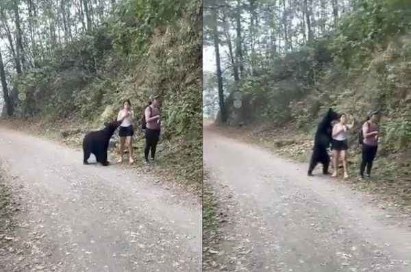 Туристы сняли, как к ним приближается чёрный медведь, но последующие события удивили их ещё больше