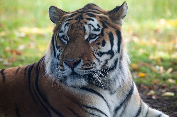 В Хабаровском крае мужчину подозревают в убийстве амурского тигра