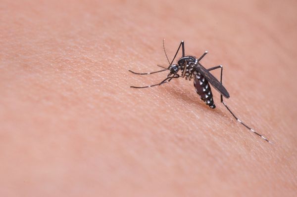 Аллерголог посоветовала не расчёсывать комариные укусы из-за риска инфекционных болезней