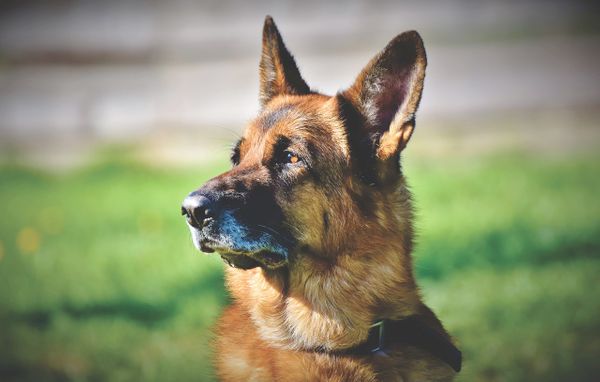 В США умерла первая собака, болевшая коронавирусом
